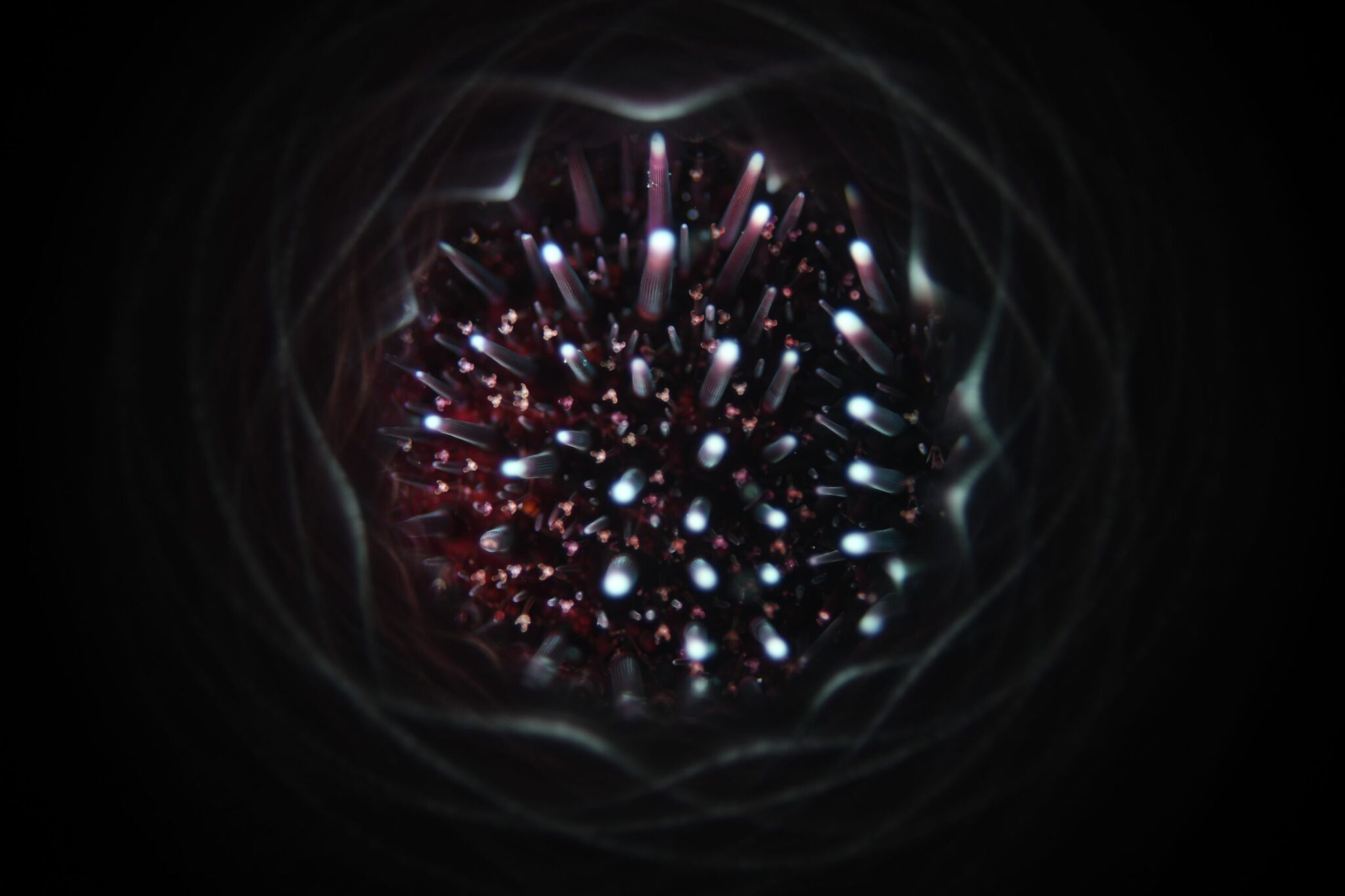 Kit Coruna : nul n'est inviolable, même l'iPhone