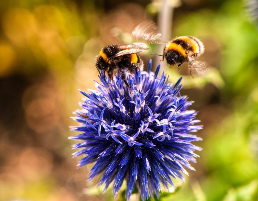 Image Symantec alerte sur le loader Bumblebee