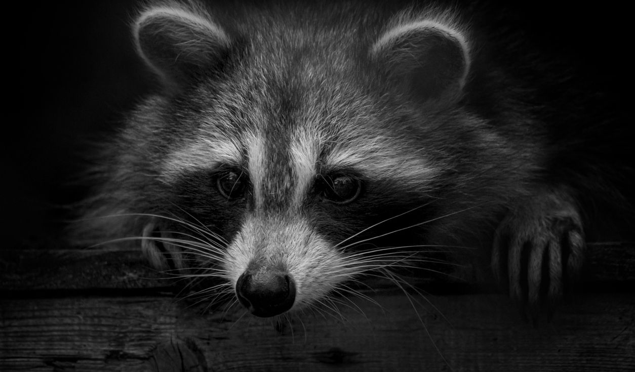 Le créateur de Raccoon Stealer sous les verrous