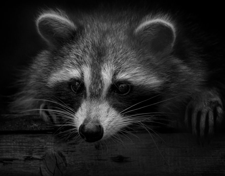 Image Le créateur de Raccoon Stealer sous les verrous