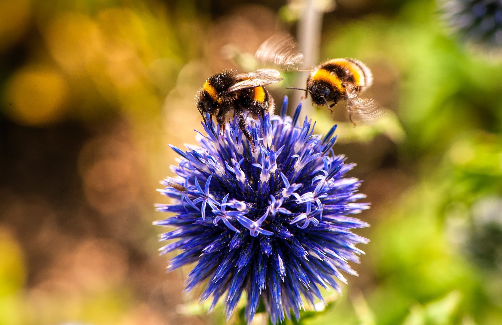 Symantec alerte sur le loader Bumblebee