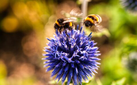 Symantec alerte sur le loader Bumblebee