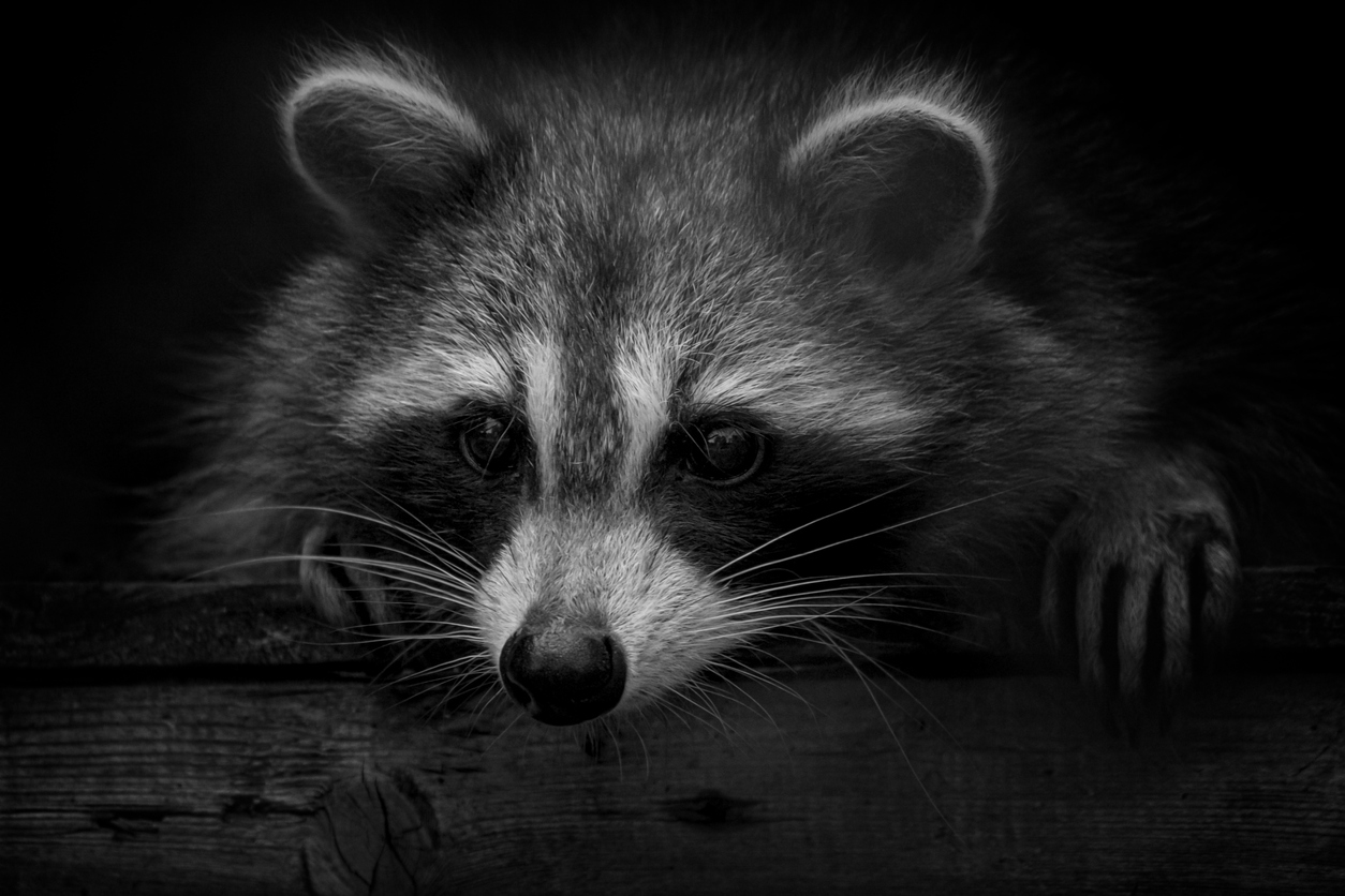 Le créateur de Raccoon Stealer sous les verrous